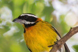 Puerto Rican Spindalis, or Reina Mora