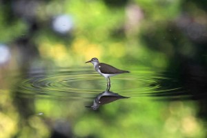 Spotted Sandpiper, or Playero Coleador, seen at La Puntilla.