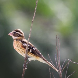 Rose-breasted grosbeak, or Picogrueso Pechirosa