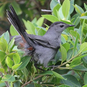 Grey Catbird, or Pájaro Gato, seen at Plaza Colón